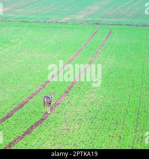 Weibliches Reh auf einem grünen Feld und schaut auf den Betrachter Stockfoto