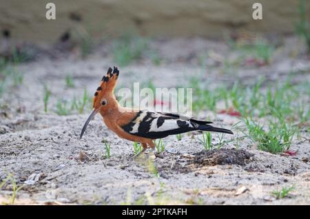 Afrikanische Hoopoe-Jagd vor Ort Stockfoto