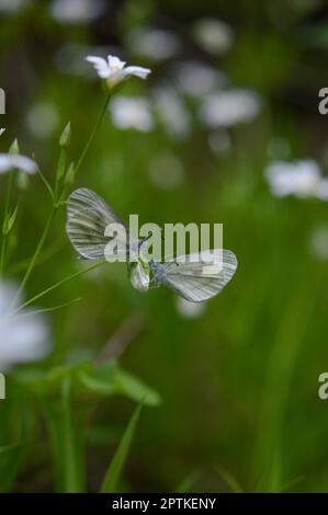 Zwei holzweiße Schmetterlinge (Leptidea sinapis) auf einer Rabelera-Großstich-Würze, weiße Wildblumenknospe, Makro-Nahaufnahme, grüner Hintergrund. Stockfoto