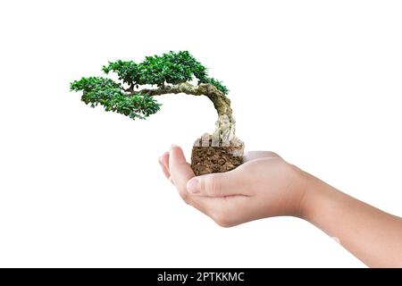 Hand gehaltener Bonsai-Baum isoliert auf weißem Hintergrund mit Schnittpfad Stockfoto