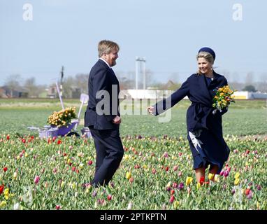 tanzende Königin Maxima in holländischen Tulpen Stockfoto