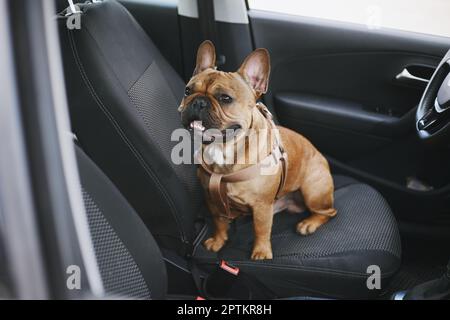 Süße junge französische Bulldogge, die in einem Auto sitzt. Porträt eines niedlichen braunen Hundes auf dem Fahrersitz im Auto Stockfoto