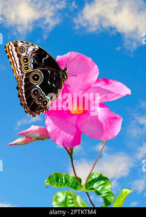 Blauer Morpho-Schmetterling, lateinischer Name Morpho peleides auf einer Blume Stockfoto