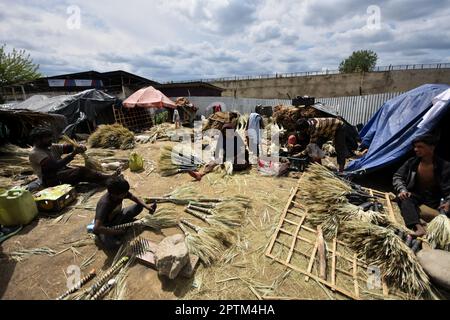 Srinagar, Indien, 27/04/2023, die Sommerhauptstadt des von Indien verwalteten Kaschmir, ein indischer Migrant aus Rajasthan droht mit Palmen, um am 27. April 2023 Besen am Straßenrand zu machen. In den letzten drei Jahrzehnten hat Kaschmir einen beispiellosen Zustrom von einkommensschwachen Migranten aus verschiedenen Regionen Indiens erlebt. Viele von ihnen tragen immer noch das Stigma der Unberührbarkeit und der geringen Kastendegradation und leben in Armut mit eingeschränktem Zugang zu Bildung und sanitären Lebensbedingungen. Familien insgesamt, oft aus dem indischen Bundesstaat Rajasthan, arbeiten an handgefertigten Besen aus Bambus und Datteln Stockfoto