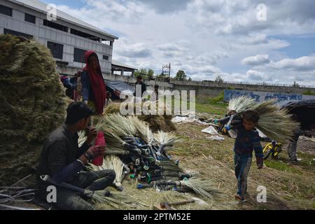 Srinagar, Indien, 27/04/2023, die Sommerhauptstadt des von Indien verwalteten Kaschmir, einem indischen Migranten aus dem indischen Staat Rajasthan, dessen Familie am 27 2023. April mit seinen Klauen aus Palmen Besen am Straßenrand machte. In den letzten drei Jahrzehnten hat Kaschmir einen beispiellosen Zustrom von einkommensschwachen Migranten aus verschiedenen Regionen Indiens erlebt. Viele von ihnen tragen immer noch das Stigma der Unberührbarkeit und der geringen Kastendegradation und leben in Armut mit eingeschränktem Zugang zu Bildung und sanitären Lebensbedingungen. Familien als Ganzes, oft aus dem indischen Staat Rajasthan, arbeiten in der Hand... Stockfoto