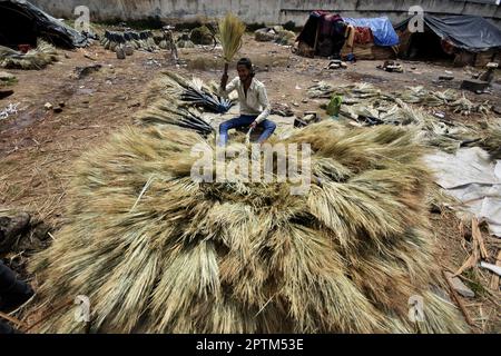 Srinagar, Indien, 27/04/2023, die Sommerhauptstadt des von Indien verwalteten Kaschmir, ein indischer Migrant aus dem indischen Staat Rajasthan drosselt am 27. April 2023 Palmen, um Besen am Straßenrand zu machen. In den letzten zwei Jahrzehnten hat Kaschmir einen beispiellosen Zustrom von einkommensschwachen Migranten aus verschiedenen Regionen Indiens erlebt. Viele von ihnen tragen immer noch das Stigma der Unberührbarkeit und der geringen Kastendegradation und leben in Armut mit eingeschränktem Zugang zu Bildung und sanitären Lebensbedingungen. Familien als Ganzes, oft aus dem indischen Staat Rajasthan, arbeiten daran, Besen von Hand zu fertigen Stockfoto