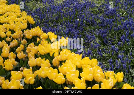 Im Park erwarten Sie farbenfrohe Tulpen und Hyazinthen Stockfoto