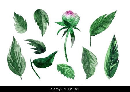 Aquarelldarstellung isolierter grüner Blätter. Botanische Illustration. Stockfoto