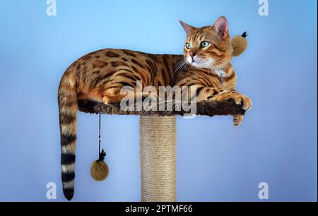 Porträt einer bengalischen Katze mit blauem Hintergrund Stockfoto