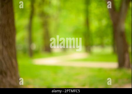 Fußweg zwischen Bäumen im Park, verschwommene Aussicht Stockfoto