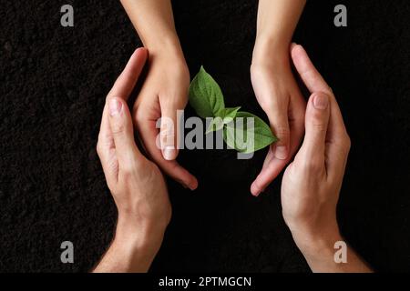 Ein Paar, das junge Setzlinge im Boden beschützt, Draufsicht. Pflanzbaum Stockfoto