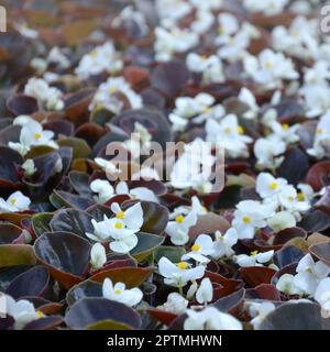 Weiß Begonia cucullata auch als Wachs Begonia und clubed Begonia bekannt. Feld mit kleinen weißen Blüten Garten Nahaufnahme Stockfoto