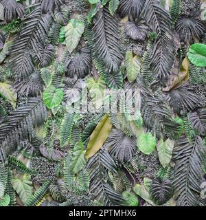 Tropischen grünen Blätter Hintergrund, Farn, Palm und Monstera deliciosa Blatt an der Wand. Blumen Dschungel Muster Konzept Hintergrund Nahaufnahme Stockfoto