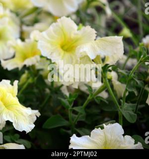 Schöne gelbe petunia Blumen in floralen Details Hintergrundbild. Selektiver Fokus Stockfoto