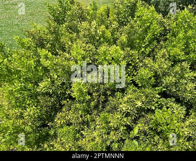 Stechender, Mäeusedorn, Ruscus, aculeatus, ist eine Heil- und Steingartenpflanze mit roten Beeren. Prickly, Ruscus, Ruscus, aculeatus, ist ein Arzneimittel Stockfoto