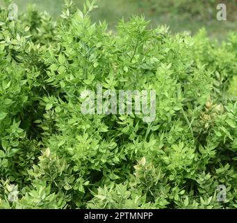 Stechender, Mäeusedorn, Ruscus, aculeatus, ist eine Heil- und Steingartenpflanze mit roten Beeren. Prickly, Ruscus, Ruscus, aculeatus, ist ein Arzneimittel Stockfoto