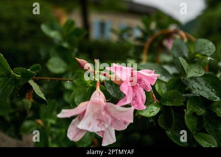 Rhododendron mit ein paar Regentropfen Stockfoto