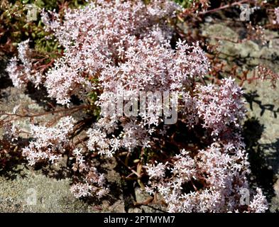 Weisser Mauerpfeffer, Sedum Album, ist eine Heil- und Steingartenpflanze mit weißen Bluten. White stonecrop, Sedum Album, ist ein medizinischer und Rock-Ga Stockfoto