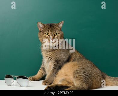 Erwachsene schottische Katze mit geradem Ohr auf dem Hintergrund einer grünen Kreidetafel Stockfoto