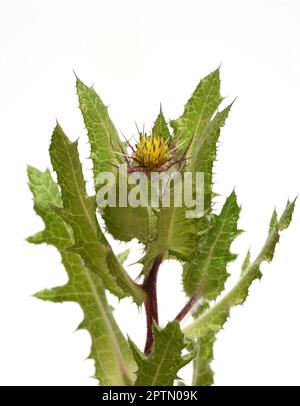 Benediktenkraut, Cnicus benedictus, ist eine wichtige Heilpflanze und eine Giftpflanze mit orangen Blauen. Benediktiner Kraut, Cnicus, Benedictus ist ein Stockfoto