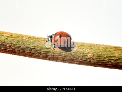 Semptempunctata Marienkaefer, Coccinella, ist ein Huebscher roter Kaefer mit schwarzen Punkte. Das Insekt ist sehr nuetzlich und frisst viele Blattlae Stockfoto