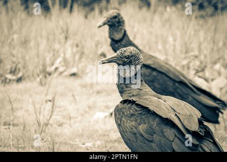 Paar tropische Schwarze Geier Coragyps atratus brasiliensis auf dem Mangrove und Pouso Beach Gras in der Natur von Ilha Grande Rio de Janeiro Braz Stockfoto