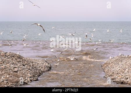 Möwen fliegen über einen hellbraunen Fluss, der ins Meer fließt, und fangen Fische. Stockfoto