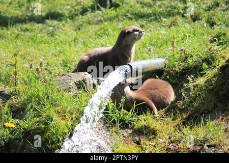 Asiatischer kleiner Otter Stockfoto