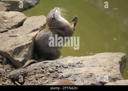 Asiatischer kleiner Otter Stockfoto