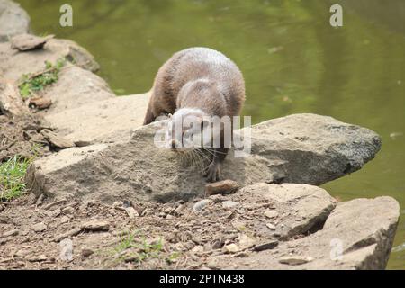 Asiatischer kleiner Otter Stockfoto