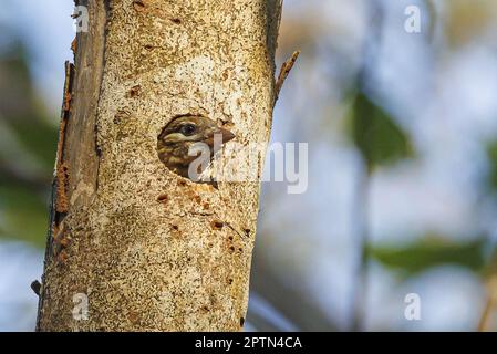 Indien, Kerala, Thattekad, Weißwanziger Barbet (Psilopogon viridis) Stockfoto