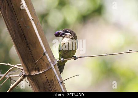 Indien, Kerala, Thattekad, Weißwanziger Barbet (Psilopogon viridis) Stockfoto