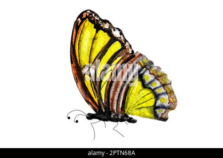 Zarter handbemalter Schmetterling in Aquarellfarben. Die Abbildung wurde in Aquarell erstellt. Schmetterlinge in leuchtenden Farben Stockfoto