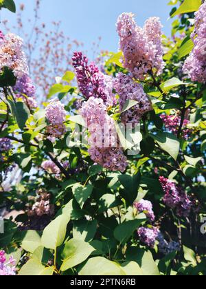 Flieder blühen im Frühling Stockfoto