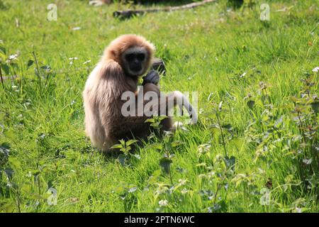 Gelb ist Gibbon Stockfoto