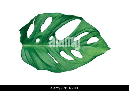 Monstera Leaves isoliert auf weißem Hintergrund mit Beschneidungspfad. Stockfoto