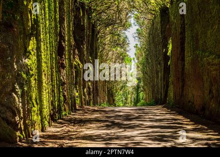 Ungewöhnliche Baumzweige bilden sich über einen schmalen Durchgang zwischen Felsen im Anaga Rural Park. Camino viejo al Pico del Inglés. Teneriffa. Stockfoto