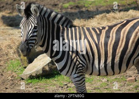 Zebra Stockfoto