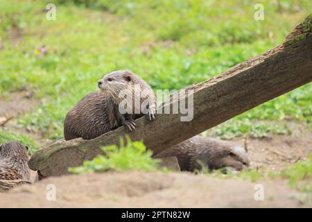 Asiatischer kleiner Otter Stockfoto