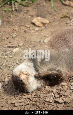 Asiatischer kleiner Otter Stockfoto