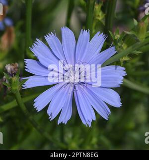 , Wegwarte Cichorium intybus, ist eine Wild- und Heilpflanze mit blauen Blueten. Die blueten sind essbar. Chicorée, Cichorium intybus, ist ein wildes und Med Stockfoto