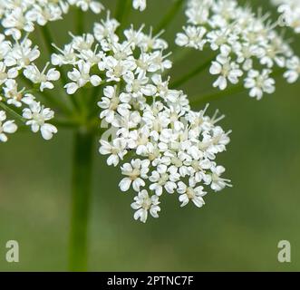 Giersch, Aegopodium podagraria, gehoert zu den Wildkräeutern und Wildgemuese. You is a Wildpflanze with weissen Bluetens. You is a want Heil Stockfoto