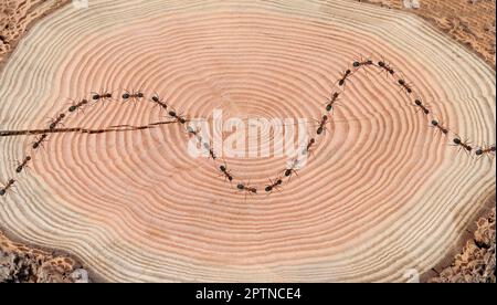 Rote Waldameise, Formica rufa, is an nuetzliches, geschuetztes Insekt das im Wald lebt und grosse Staaten bildet. Rotholzameise, Formica rufa, ist ein U Stockfoto