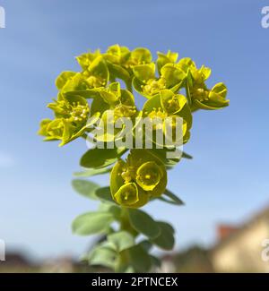 WALZEN-Wolfsmilch, Euphorbia myrsinites ist eine schoene Pflanze mit gruenen Blueten. Roller Spurr ist eine wunderschöne Pflanze mit grünen Blumen. Stockfoto