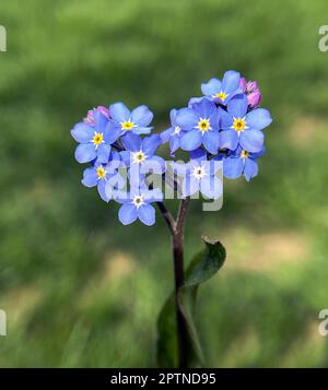 Vergissmeinnicht, Myosotis sylvatica, ist eine schoene im Fruehjahr bluehende Blue Blume. Vergiss nicht, Myosotis sylvatica, ist ein wunderschönes Frühlingsfest Stockfoto