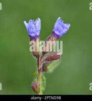 Lungenkraut, Pulmonaria, officinalis ist eine wichtige Heil- und Medizinalpflanze mit blauem Blueten. Lungenkraut Pulmonaria, officinalis ist eine wichtige Sache Stockfoto