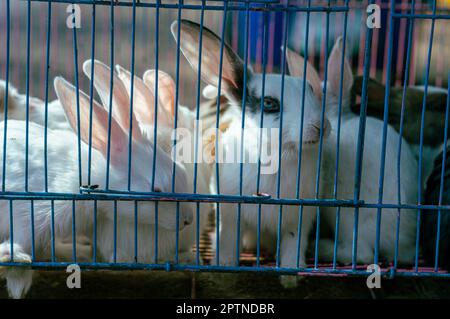 Kaninchen in einem Käfig, die nach draußen schauen. Tiere im Käfig. Tiere in Gefangenschaft. Stockfoto