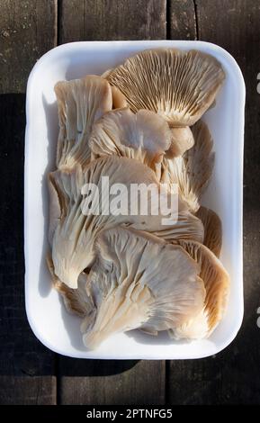 Austernpilz oder pleurotus ostreatus. Ablage über einem Holzpicknicktisch Stockfoto