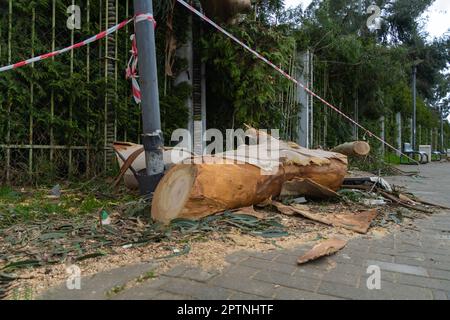 Der Baum fiel auf dem Gehweg am Zaun nach dem Hurrikan. Nach dem Hurrikan. Zerbrochene Bäume. Stockfoto