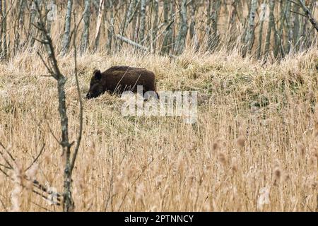 Wildschwein im nationalpark darss auf der Halbinsel Zingst. Freiwildlebende Säugetiersuche. Tieraufnahme während einer Wanderung Stockfoto